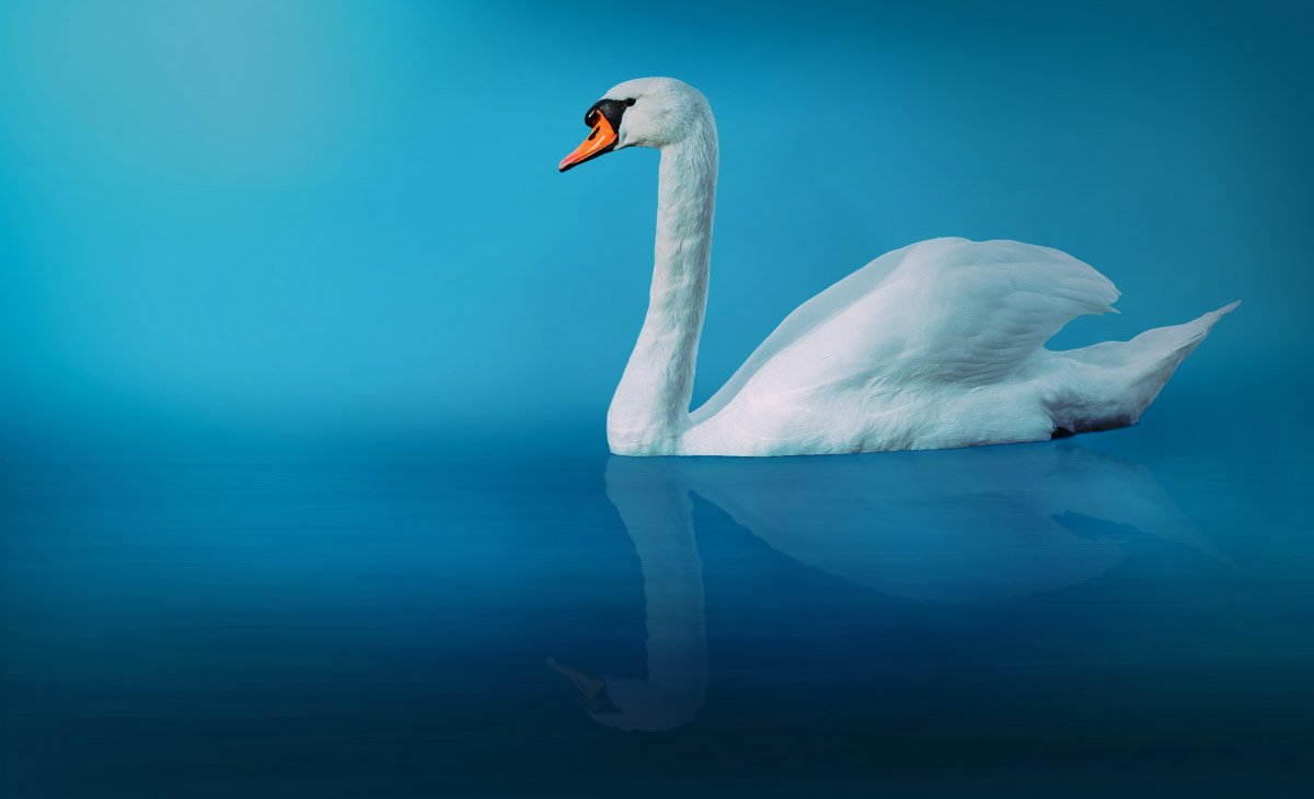Swan